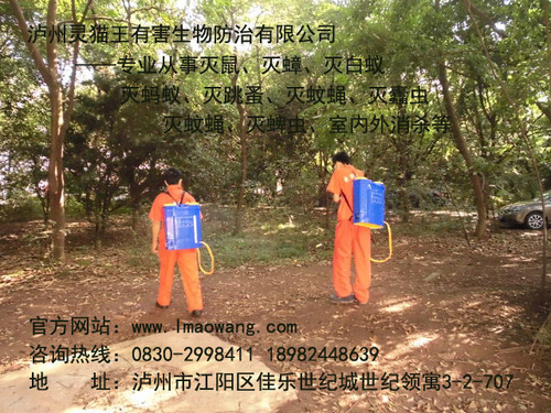 靈貓王圖片.jpg