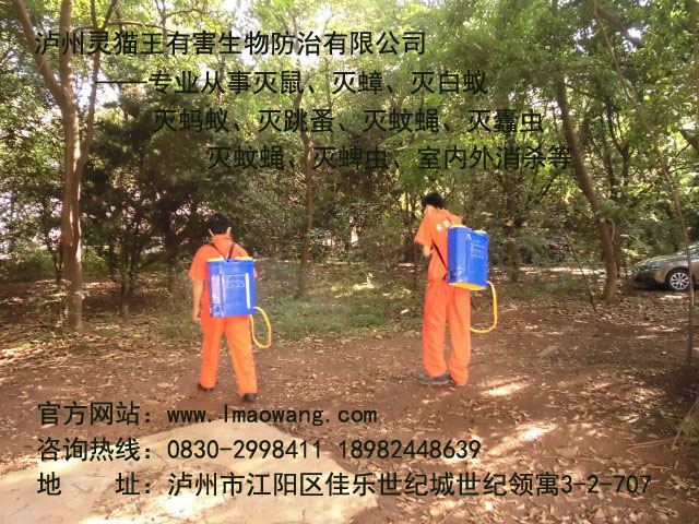 靈貓王圖片.jpg